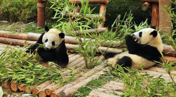 Giant Panda Breeding Research Base