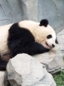 Sleeping Panda